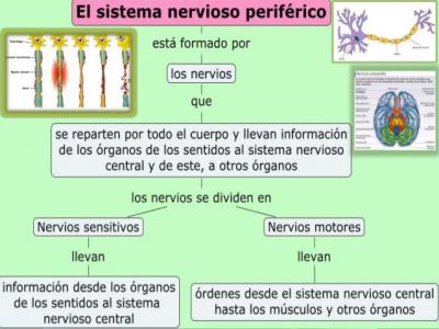 Neuropatía Periférica y Enfermedad de Parkinson